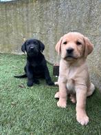 Labrador pups (geteste ouders ), Dieren en Toebehoren, Honden | Retrievers, Spaniëls en Waterhonden, CDV (hondenziekte), Meerdere