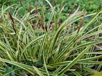 Biologische stekken Zegge (Carex morrowii ‘Ice Dance'), Vaste plant, Siergrassen, Lente, Ophalen