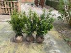 Prunus Sofia. Buxus vervanger, Minder dan 100 cm, Buxus, Ophalen of Verzenden