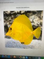 Gezocht 8 tot 10 cm, Dieren en Toebehoren, Vissen | Aquariumvissen