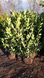 Laurieren 180/200cm NU IN DE AANBIEDING!!, Tuin en Terras, Ophalen, Laurier, Haag, 100 tot 250 cm