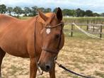 Lieve merrie te koop, Dieren en Toebehoren, Paarden, Merrie, Gechipt, 11 jaar of ouder, Recreatiepaard