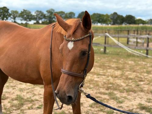 Lieve merrie te koop, Dieren en Toebehoren, Paarden, Merrie, 165 tot 170 cm, 11 jaar of ouder, Recreatiepaard, Met stamboom, Gechipt