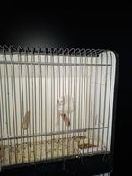 Tk kanarie man geringd zeer mooi zie foto's, Dieren en Toebehoren, Vogels | Kanaries, Mannelijk, Zangkanarie
