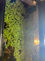 Aquaruim drijf plantjes, Dieren en Toebehoren, Vissen | Aquariumvissen, Vis