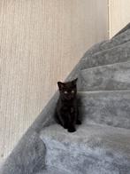 Kitten britsekorthaar, Meerdere dieren, Ontwormd, 0 tot 2 jaar