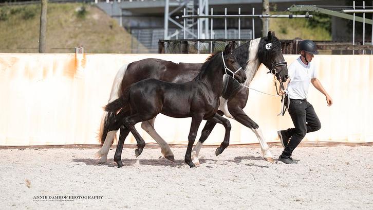 Barock Pinto 1ste premie hengstveulen., Dieren en Toebehoren, Paarden, Hengst, Niet van toepassing, Minder dan 160 cm, 0 tot 2 jaar