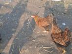 Wyandotte kriel, Dieren en Toebehoren, Pluimvee, Vrouwelijk, Kip