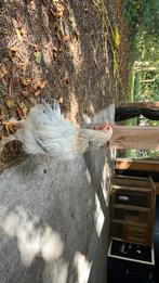 Jonge sussex haan te koop, Dieren en Toebehoren, Pluimvee, Mannelijk, Kip