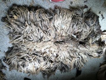 Biologische schapenvachten echte kwaliteit vilt en spin wol beschikbaar voor biedingen