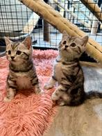😻100% brits(e)korthaar  silver tabby blotched kitten poesje, Dieren en Toebehoren, Poes, Gechipt, 0 tot 2 jaar