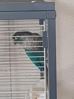 Koppel pyrrhua, Dieren en Toebehoren, Vogels | Parkieten en Papegaaien, Meerdere dieren, Parkiet, Geringd