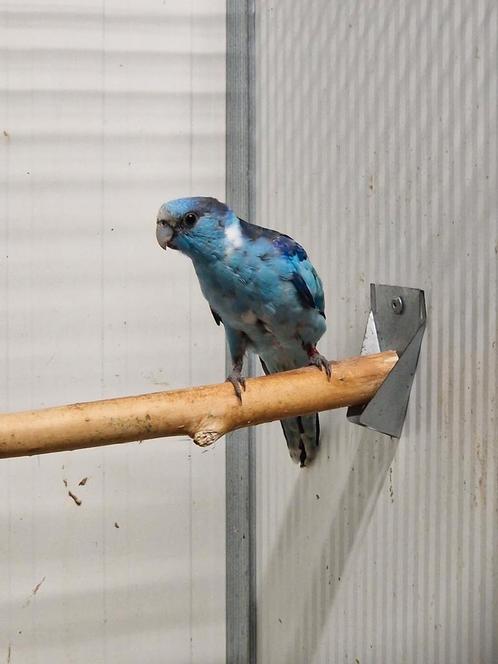 Diverse vogels aangeboden, Dieren en Toebehoren, Vogels | Parkieten en Papegaaien, Parkiet, Meerdere dieren