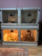 Varanus acanthurus yellow vrouw aluracks terrarium, Dieren en Toebehoren