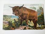 Rund Schotse Hooglander 1908, Ophalen of Verzenden, Voor 1920, Gelopen, Overige soorten