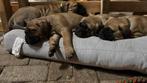 prachtige Bullmastiff pups, Overige rassen, 8 tot 15 weken, CDV (hondenziekte), Meerdere