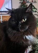 Misty zoekt huisje lees beschrijving, Dieren en Toebehoren, Katten en Kittens | Raskatten | Langhaar, Poes, Gechipt