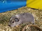 3 cavia beertjes te koop, Dieren en Toebehoren, Knaagdieren, Juli, Meerdere dieren, Cavia