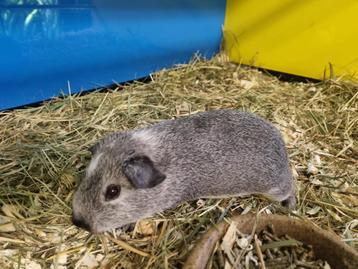 3 cavia beertjes te koop beschikbaar voor biedingen