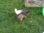 4 Sussex kippen en 1 witte Leghorn, Kip, Vrouwelijk