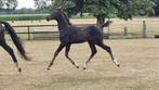 Dressuur Hengstveulen, Dieren en Toebehoren, Paarden, Minder dan 160 cm, Dressuurpaard, 0 tot 2 jaar, Hengst