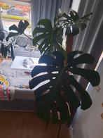 Grote Monstera, Huis en Inrichting, Kamerplanten, Ophalen of Verzenden