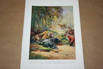 Antieke kleurenlitho - Tijger bij  prooi - Circa 1900 !!