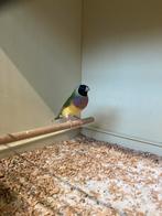 Gouldamadine, Meerdere dieren