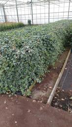 Hedera helix glacier plus stok  goedkoopste van marktplaats, Tuin en Terras, Ophalen, Vaste plant, Bloeit niet, Halfschaduw
