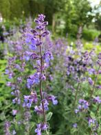 Kattenkruid planten, Volle zon, Vaste plant, Zomer, Ophalen