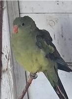 Bergparkieten, Meerdere dieren, Parkiet