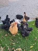 Kuikens te koop, Dieren en Toebehoren, Pluimvee, Meerdere dieren, Kip