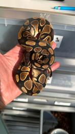 Wildkleur het clown man 2024 ball python, Slang