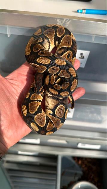 Wildkleur het clown man 2024 ball python beschikbaar voor biedingen