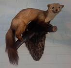 Taxidermie,Taxidermy Opgezette "Boommarter", Verzamelen, Dierenverzamelingen, Ophalen of Verzenden, Zo goed als nieuw, Wild dier