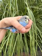 Prachtige baby grasparkietjes jonge parkietjes, Dieren en Toebehoren, Vogels | Parkieten en Papegaaien, Meerdere dieren, Parkiet