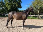 Lieve sensibele merrie, Dieren en Toebehoren, Paarden, Merrie, B, Gechipt, 7 tot 10 jaar