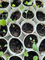 Rode kool plantjes - 3 voor €1,- - moestuin, Zomer, Ophalen of Verzenden, Groenteplanten, Eenjarig