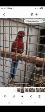 Rosellas penant en Stanley, Dieren en Toebehoren, Vogels | Parkieten en Papegaaien, Meerdere dieren, Parkiet, Geringd