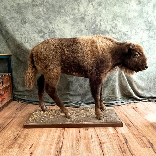 Te koop: Opgezette Amerikaanse Bizon!, Verzamelen, Dierenverzamelingen, Nieuw, Opgezet dier, Wild dier, Ophalen of Verzenden