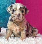 Old English Bulldogs puppies Bullforce lijn, Dieren en Toebehoren, Honden | Bulldogs, Pinschers en Molossers, Nederland, 8 tot 15 weken