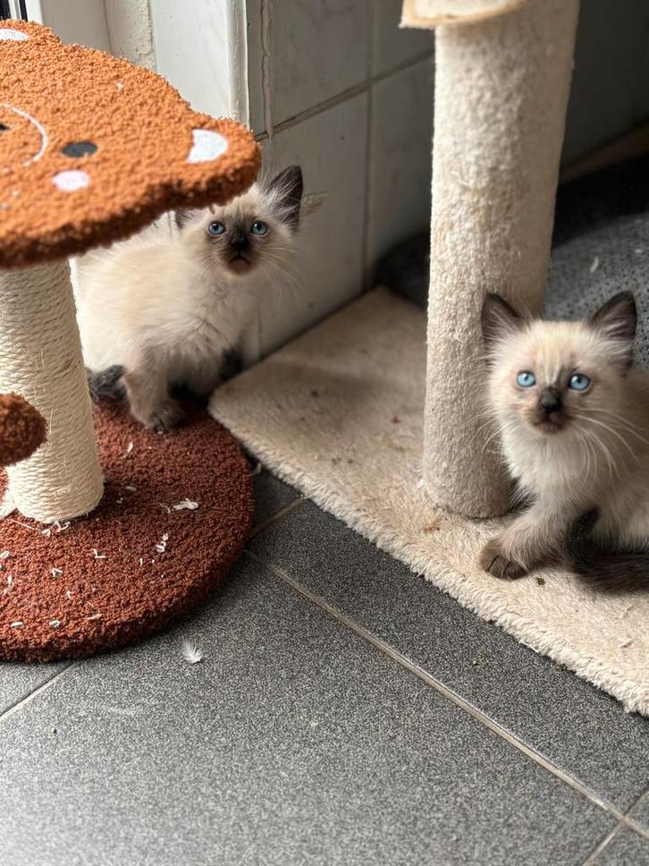 Siamese kitten, Dieren en Toebehoren, Katten en Kittens | Raskatten | Korthaar, Kater, 0 tot 2 jaar, Ingeënt