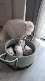 Maine Coon kittens, Dieren en Toebehoren, Katten en Kittens | Raskatten | Langhaar, Meerdere dieren, Gechipt, 0 tot 2 jaar