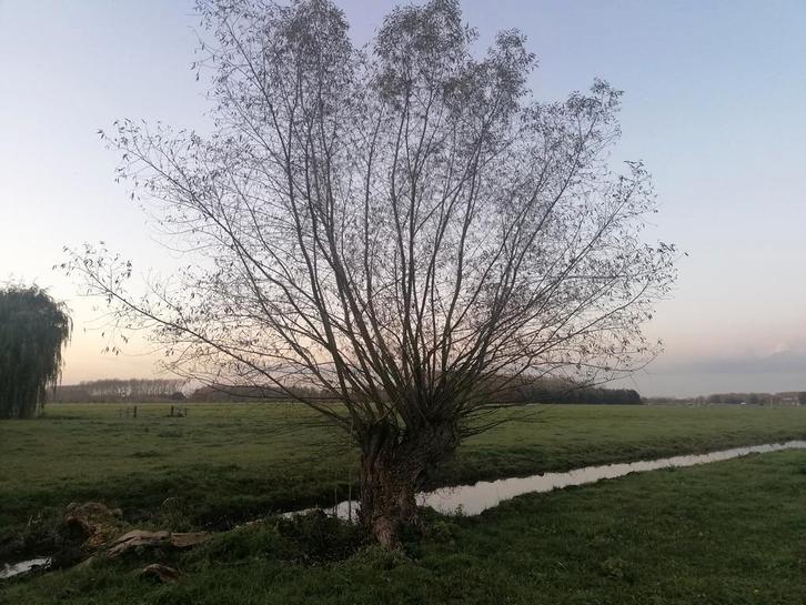Knotwilg Wilgenbomen knotten snoeien, Tuin en Terras, Haardhout, Takken, Overige houtsoorten, 6 m³ of meer, Ophalen of Verzenden