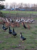 Te koop ganzen en eende, Dieren en Toebehoren