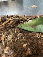 Hadrurus arizonensis, 0 tot 2 jaar