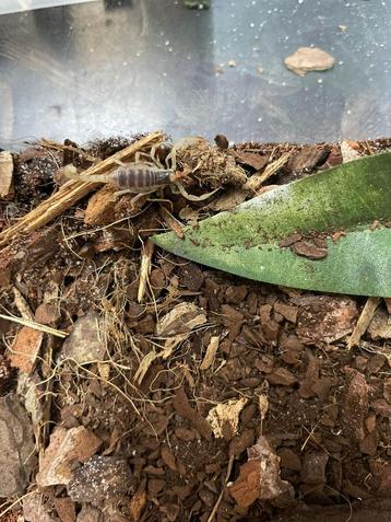 Hadrurus arizonensis beschikbaar voor biedingen