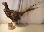 Mooi Opgezette Fazant, Ophalen of Verzenden, Zo goed als nieuw, Vogel, Opgezet dier