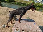 Gezocht Doberman, Dieren en Toebehoren, Honden | Bulldogs, Pinschers en Molossers, Overige rassen, CDV (hondenziekte), 1 tot 2 jaar