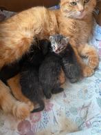 lieve kittens/jonge poesjes! grijs cypers, zwart/rood (wit), Dieren en Toebehoren, Kortharig, Meerdere dieren, 0 tot 2 jaar